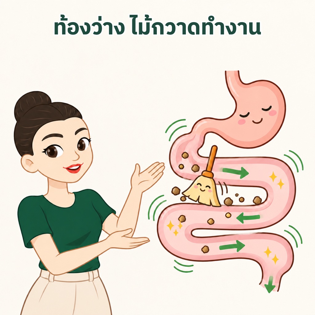 ท้องว่างก่อนนอนช่วยระบบกวาดล้างลำไส้ MMC ทำงาน คลื่นบีบตัวไล่กากอาหาร เซลล์ที่หลุดลอก และน้ำย่อยที่เหลือจากกระเพาะไปลำไส้ใหญ่